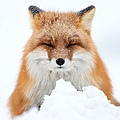 北極狐狸1-625x416.jpg