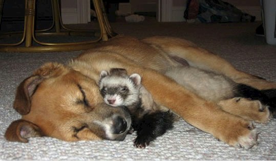 unlikely-animal-friendships-23.jpg