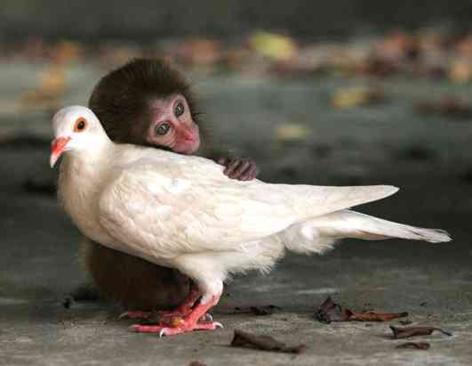 unlikely-animal-friendships-4.jpg