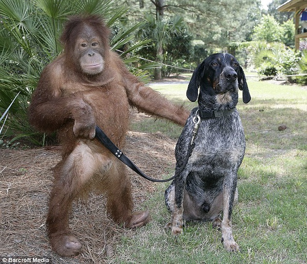 unlikely-animal-friendships-8.jpg