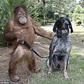 unlikely-animal-friendships-8.jpg