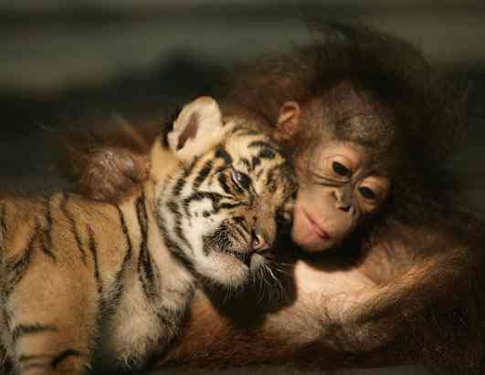 unlikely-animal-friendships-9.jpg