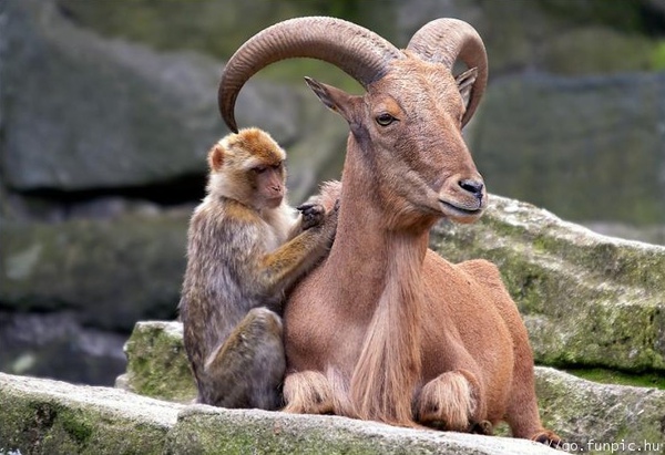 unlikely-animal-friendships-16.jpg