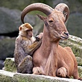 unlikely-animal-friendships-16.jpg