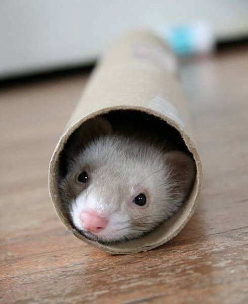 ferret-in-a-roll.jpg