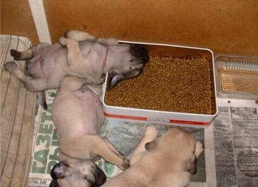 sleepung-puppies.jpg