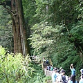 082199   眾人於大雪山第三大神木位於森林浴步道.JPG