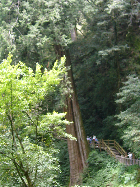 082199   大雪山第三大神木位於森林浴步道.JPG