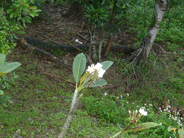 麵包花坡上栽   101799.JPG