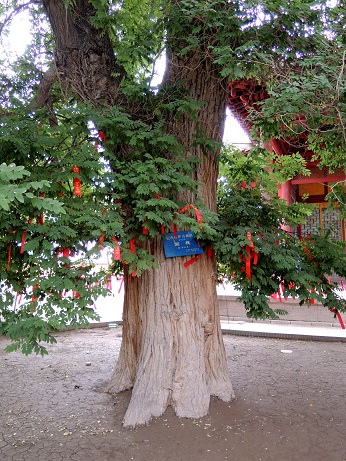 DSCN6223_擁有1600年歷史的老樹_ps.jpg DSCN6223_擁有1600年歷史的老樹_ps.jpg