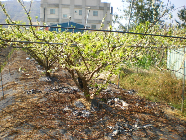 IMGP1031.JPG