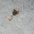 IMGP1055.JPG