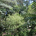 IMGP1062.JPG