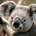 koala2.jpg