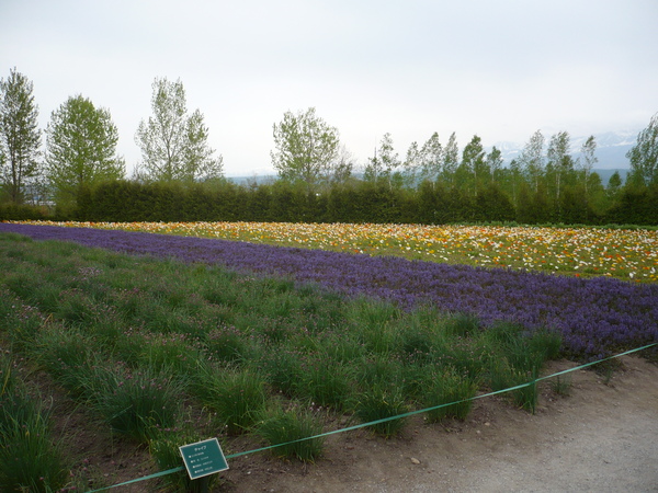 花田