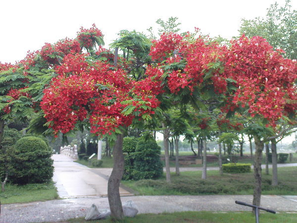 都會公園的鳳凰樹