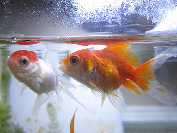 為了魚菜共生而生的金魚缸 呆小莓的部落格 盟寵日記 痞客邦 為了魚菜共生而生的金魚缸 呆小莓的部落格 盟寵日記 痞客邦