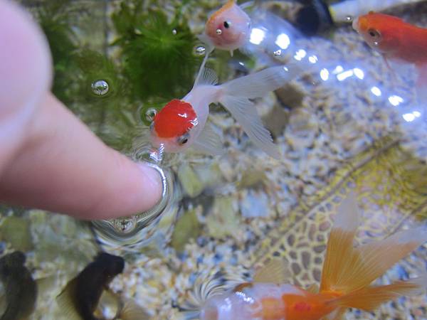為了魚菜共生而生的金魚缸 呆小莓的部落格 盟寵日記 痞客邦 為了魚菜共生而生的金魚缸 呆小莓的部落格 盟寵日記 痞客邦