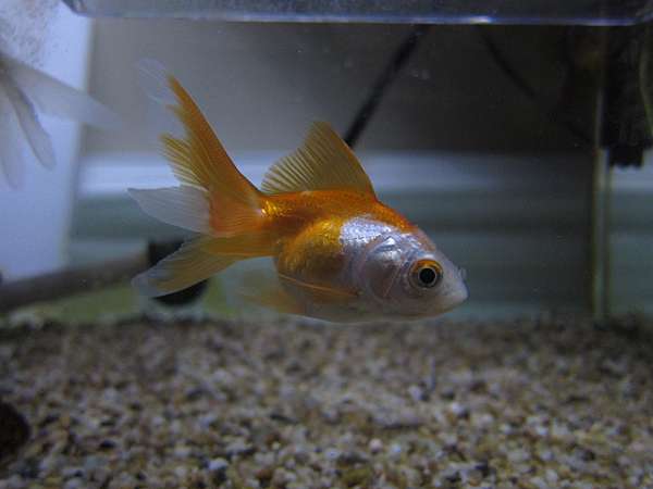 為了魚菜共生而生的金魚缸 呆小莓的部落格 盟寵日記 痞客邦 為了魚菜共生而生的金魚缸 呆小莓的部落格 盟寵日記 痞客邦