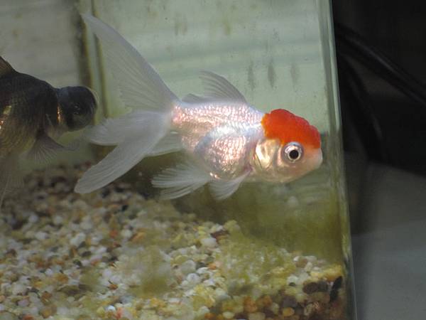為了魚菜共生而生的金魚缸 呆小莓的部落格 盟寵日記 痞客邦 為了魚菜共生而生的金魚缸 呆小莓的部落格 盟寵日記 痞客邦