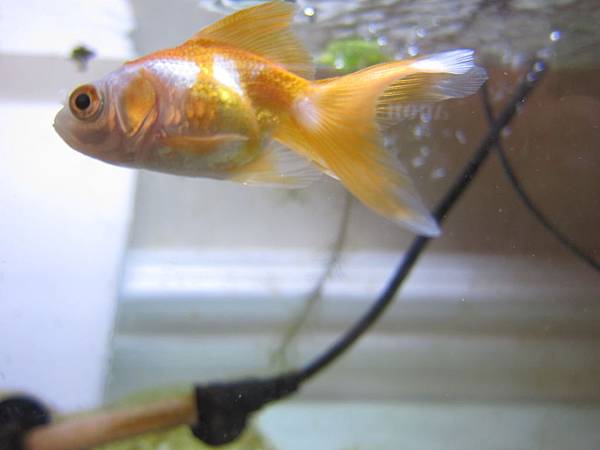 為了魚菜共生而生的金魚缸 呆小莓的部落格 盟寵日記 痞客邦 為了魚菜共生而生的金魚缸 呆小莓的部落格 盟寵日記 痞客邦