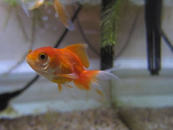 為了魚菜共生而生的金魚缸 呆小莓的部落格 盟寵日記 痞客邦 為了魚菜共生而生的金魚缸 呆小莓的部落格 盟寵日記 痞客邦