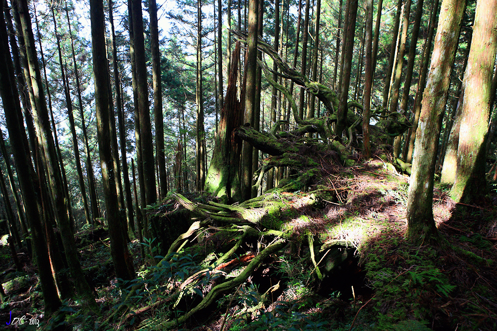 _MG_4954.jpg _MG_4954.jpg