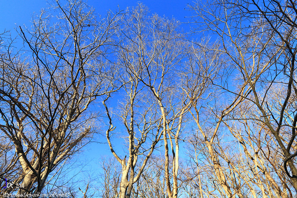 _MG_4242.jpg _MG_4242.jpg