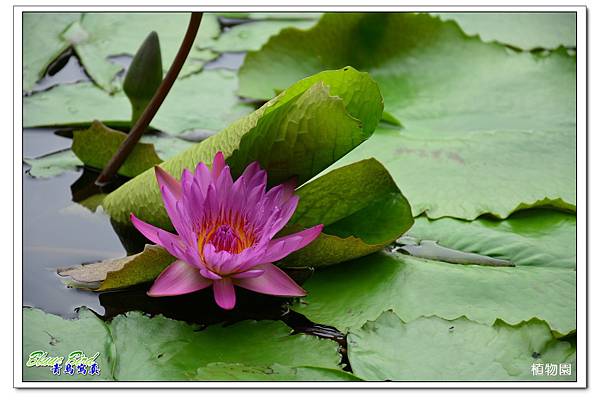 植物園14.jpg