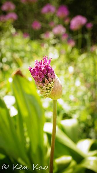 Denver Botanic Gardens