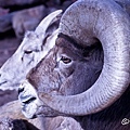 BIGHORN