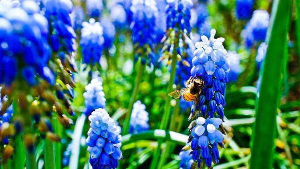 Bluebells