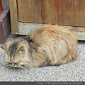猴硐 52