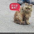 猴硐 54