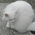 猴硐 78