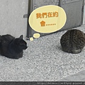 猴硐 79