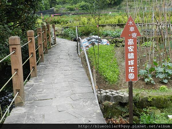 繡球花海 5