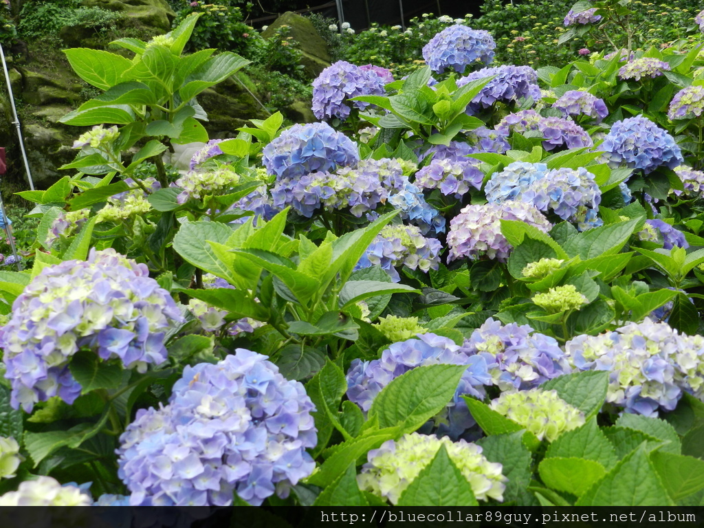 繡球花海 15