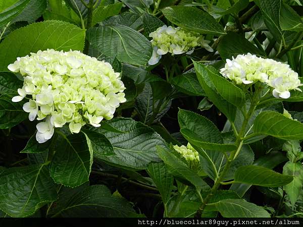 台北 陽明山 16竹子湖花季 水車寮高家繡球花園 被繡球花包圍的幸福與浪漫 喵喵 台北記憶 季節賞花 痞客邦