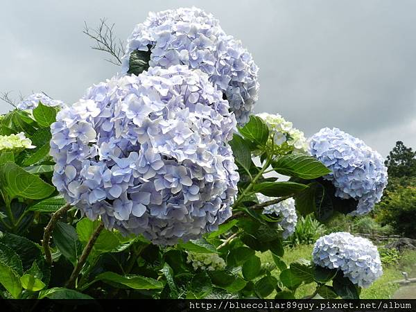 繡球花海 28