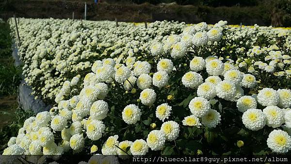 銅鑼杭菊芋頭4