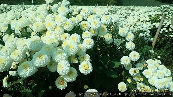 銅鑼杭菊芋頭15