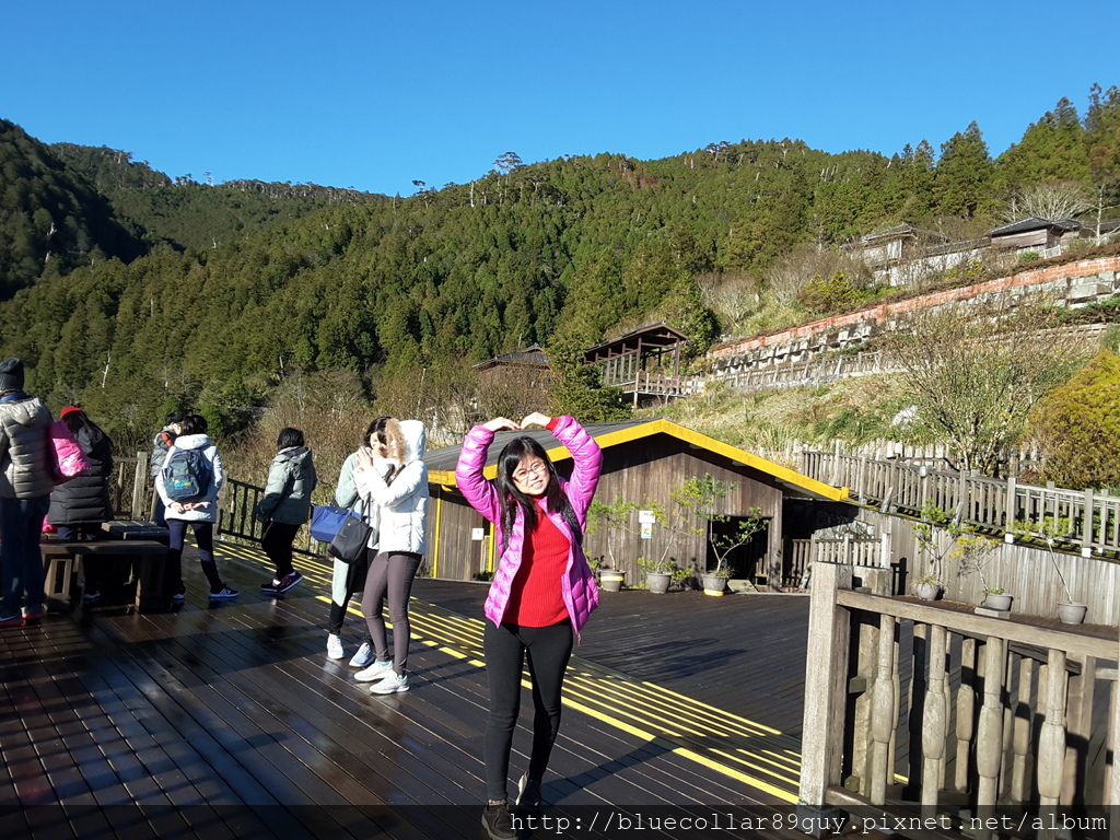 鐵杉林國家步道 15