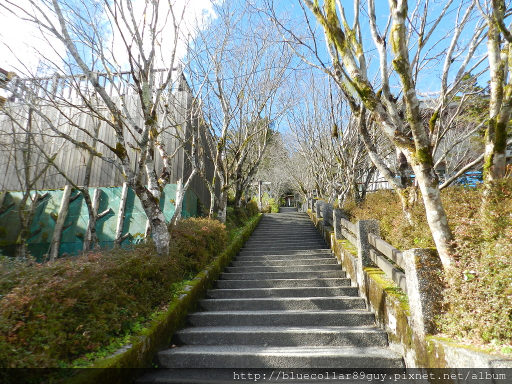 鐵杉林國家步道 20