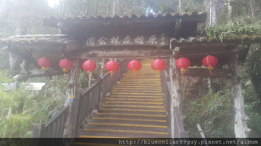 鐵杉林國家步道  31