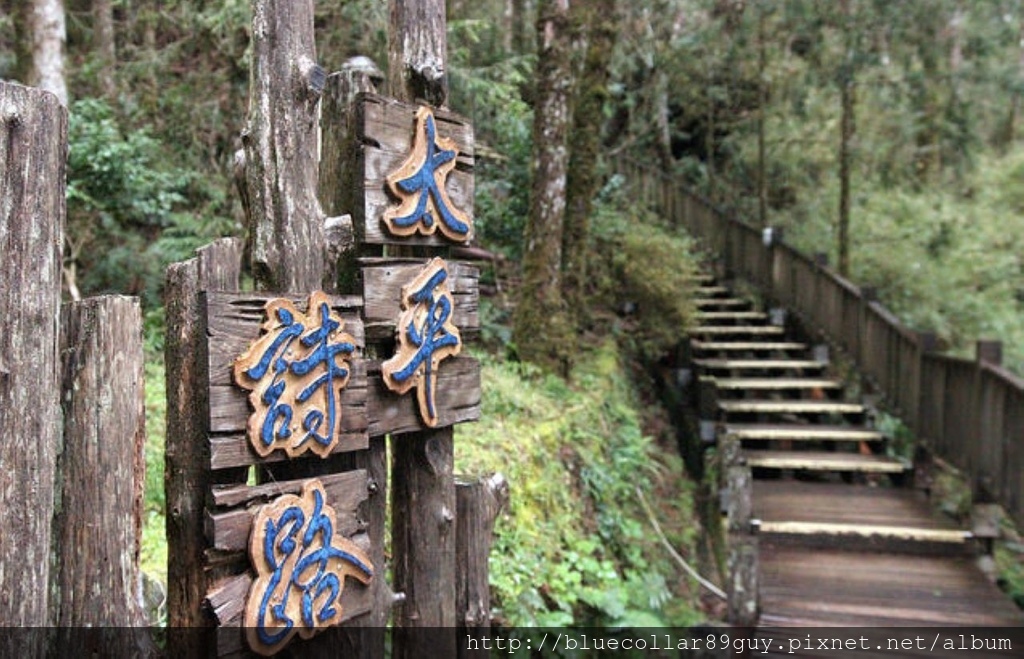 鐵杉林國家步道 41