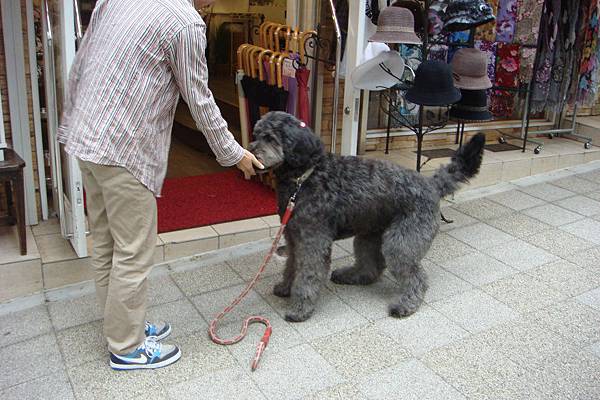 異人館街驚見一巨犬