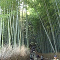 嵯峨野竹林步道