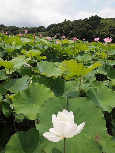 0701六塊厝漁、白沙灣、漁人碼頭_08