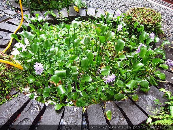 IMG_1516.JPG IMG_1516.JPG